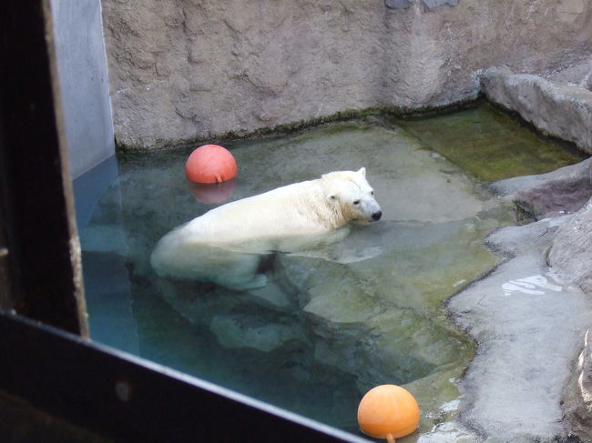 しろくま。<br />なんだかおもしろい格好していたので思わず撮ってしまいました。