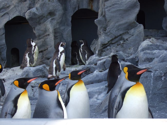 通りすがったら、ペンギンのもぐもぐタイムに遭遇しました。<br />遠くからしか見えませんでしたが、すごくかわいかったです。<br />みんなじっと待っています。<br />良い子たちです。