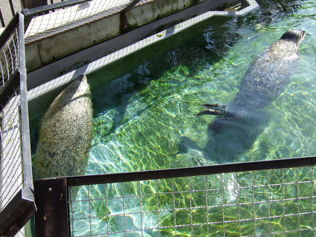 アザラシ。<br />結構大きいです。