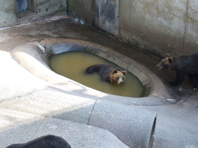 またまた熊牧場。<br />いい湯だな〜
