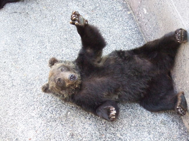 いろんなポーズでエサをおねだりしています。<br />ポイッと投げると、上手に食べます。