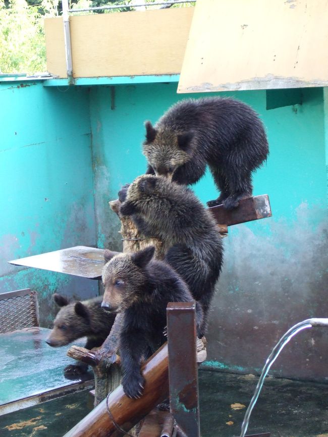 小熊たち。<br />