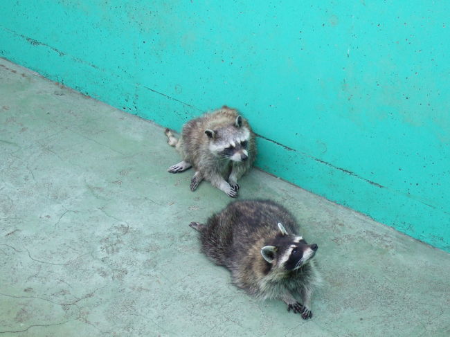 熊牧場のはずですが…<br />なぜかいました。