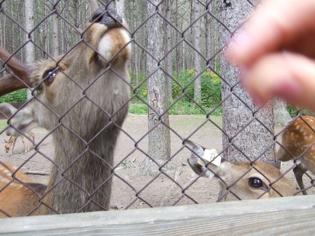 鹿がいます。<br />エサを求めて近づいてきます。