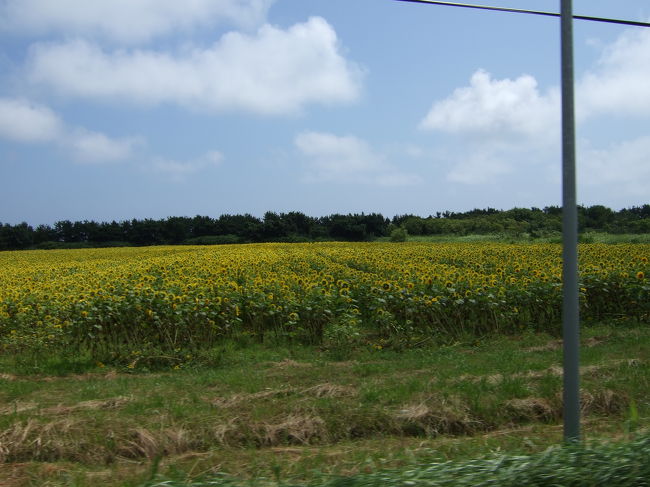 ひまわり！<br />北海道は雪が降るから道が広いですね。