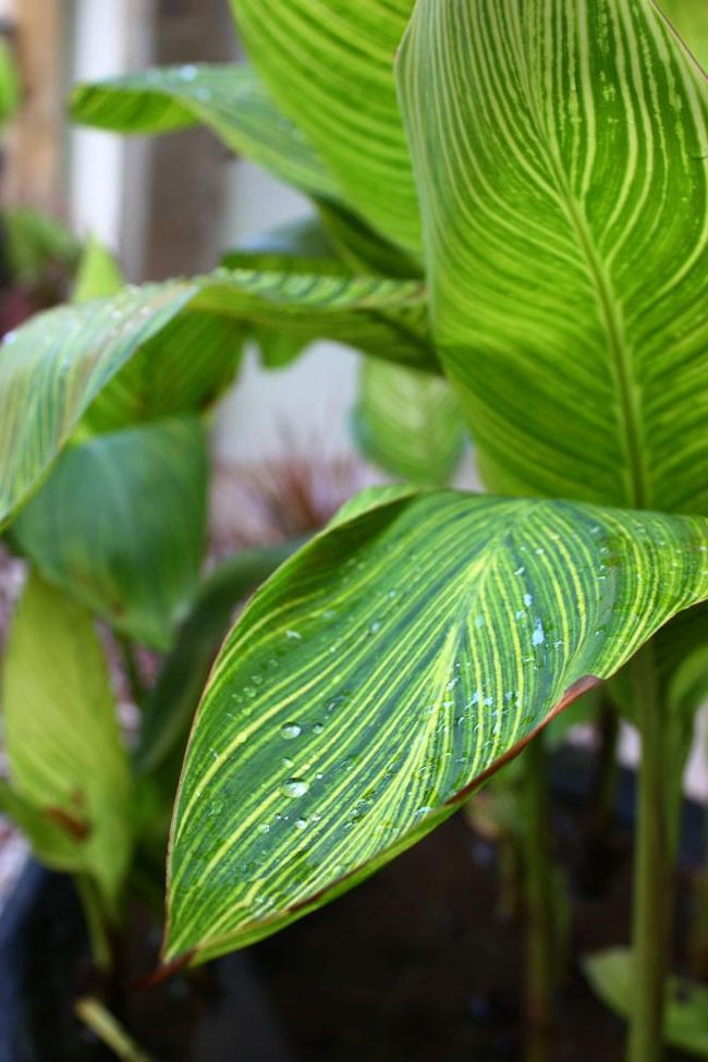 HOTELで簡単に朝食を済ませて、今日は歩いて近くの海を目指すことに。