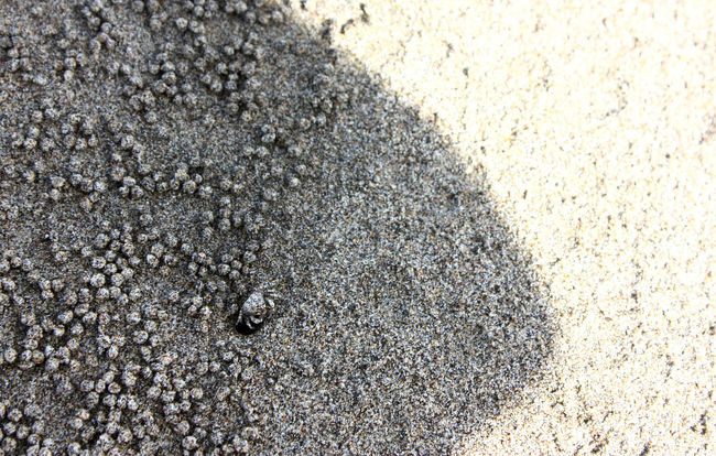 影の中央辺りで丸く見えるのは、砂と同色の小さな蟹。<br />せっせと砂を丸めて運んで穴を広げているらしく、穴の周りは小さな砂団子が沢山できていた。