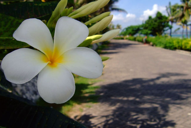 ビーチのすぐ横には歩道があり、道沿いに並ぶプルメリアが美しく咲き誇っていた。