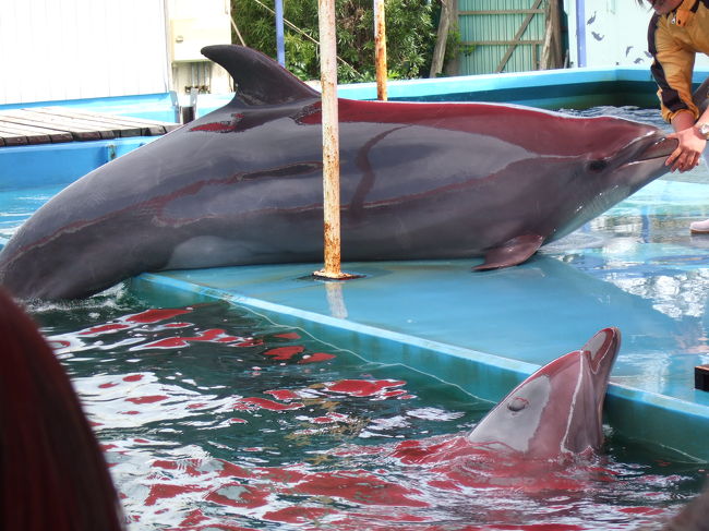 イルカショー<br /><br />写真とるのが難しかった（笑）<br />飼育係の方とイルカが仲良しで、見ていてとても楽しかったです。