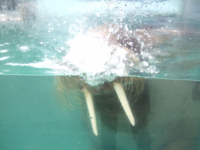 トド（だと思う…）<br /><br />二見シーパラダイスは、係の方達はとってもがんばっているんですが、水槽があまり綺麗ではなくとても見にくいんです；<br />もう少し水槽が綺麗だといいんだけどなぁ。