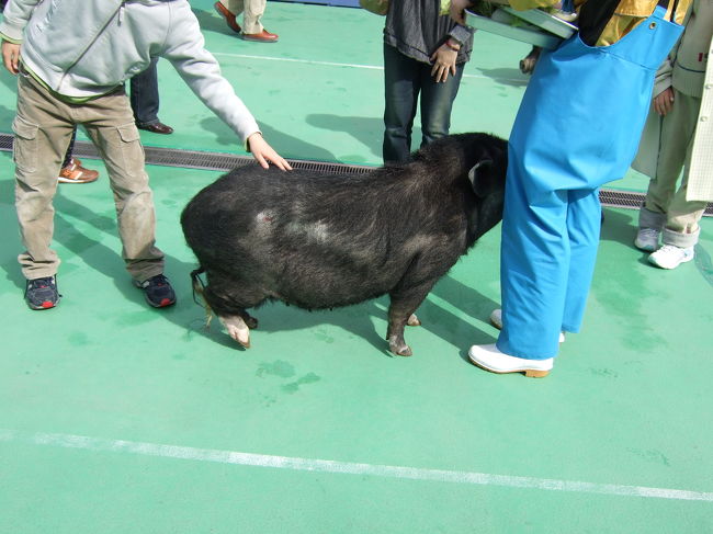 ブタ。<br /><br />散歩していました。