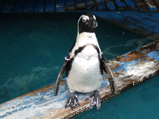 ペンギン。<br /><br />ペンギンってなんでこんなにかわいいんだろ〜<br />ただたってるだけでかわいいです♪