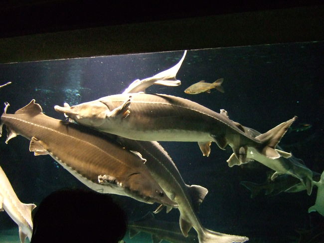 すごい迫力！<br />