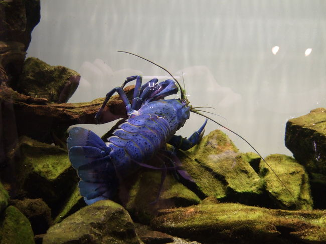 ザリガニです。<br />いろいろな色のザリガニがいました。