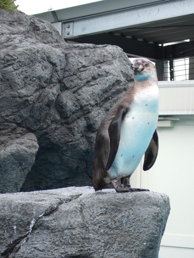 またペンギン。<br />かわいいです。