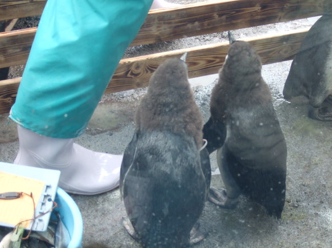 ペンギンの赤ちゃん。<br />毛がフサフサでこれまたかわいらしい…