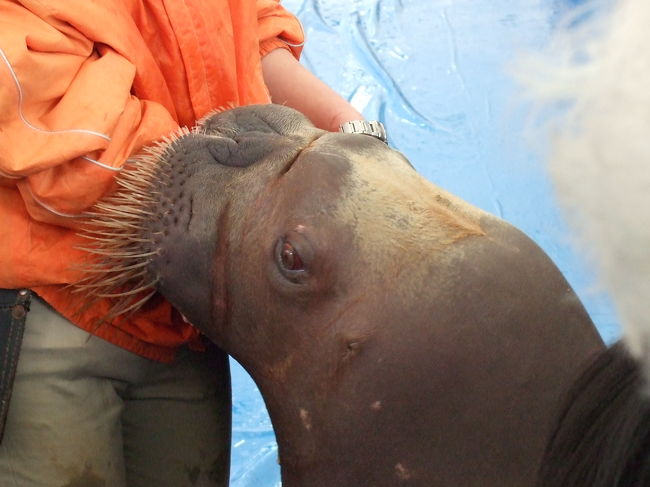 手、食べられてます（笑）<br />このショーはすごく間近で見る事ができます。<br />オススメです。