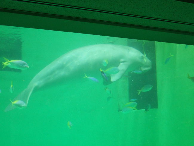 鳥羽水族館と言えば、ジュゴン。