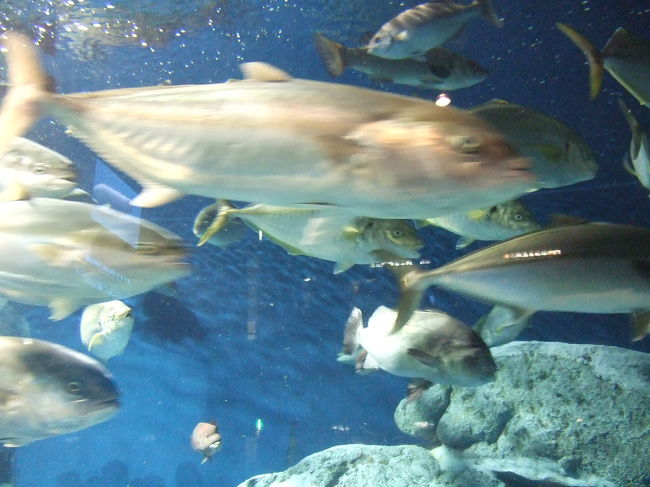 ブリ？？<br />大群で泳いでます。<br /><br /><br />鳥羽水族館を後にしてあとはゆっくり帰宅しました。