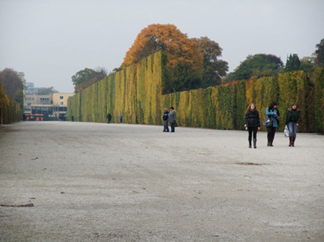 これも庭。<br /><br />壁みたいに木が刈られてる。