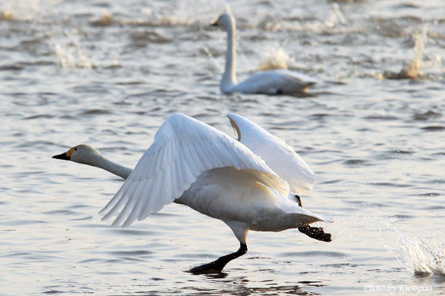 瓢湖と白鳥 瓢湖水きん公園｜新潟の観光スポット｜【公式】新潟県のおすすめ