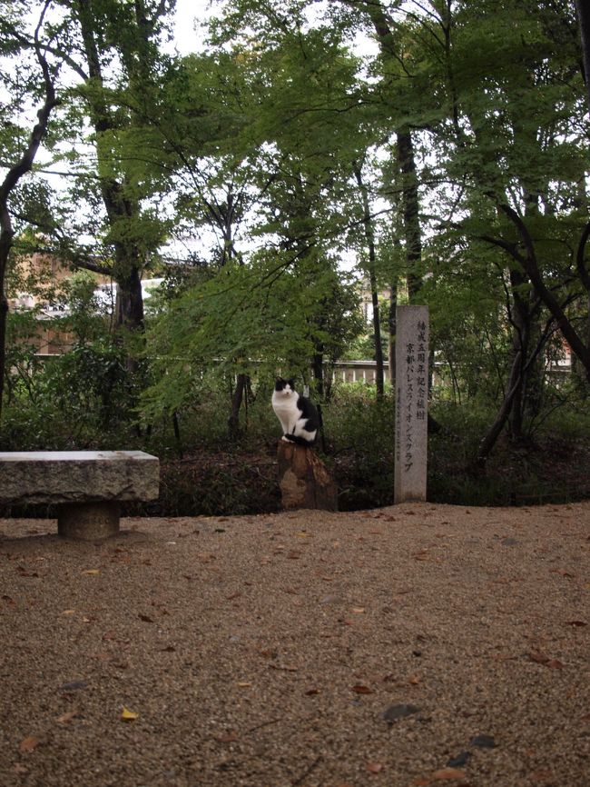 あれ、なんかいるぞ。