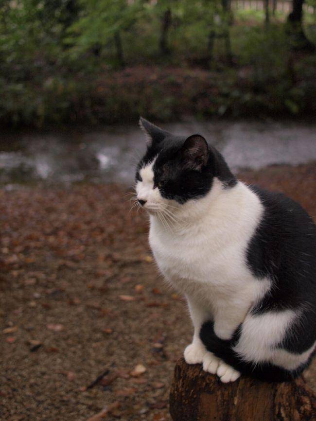 ただ一点に前を見ているニャンコ。<br /><br /><br />『糺の森』の守人？？