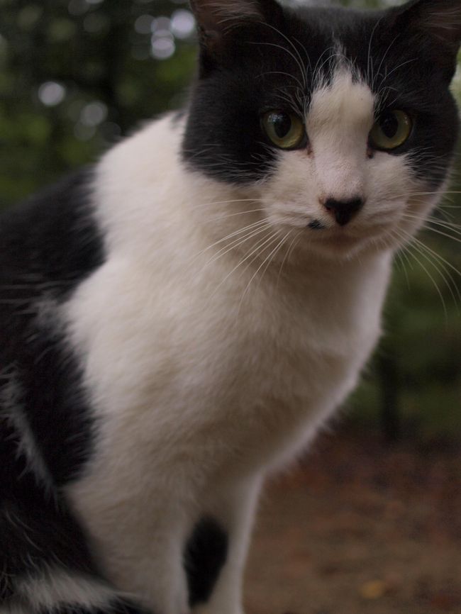 「何もくれないんですよね。んじゃ、さよなら」<br /><br /><br />と、ついっとそっぽを向かれちゃいました。