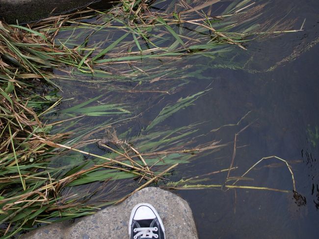 ひゃ〜、思ったよりも石と石の幅がデカイっっ！<br /><br />気楽に考えてたけど、<br /><br />「えいっ。えいっ。」<br /><br />って、ジャンプでいかないと次に渡れない（泣）。<br />しかも、鴨川、意外と急！<br /><br /><br />こういう時に、一人だと面白みにかけますね（笑）<br />１人でワタワタしちゃってました。。。<br />