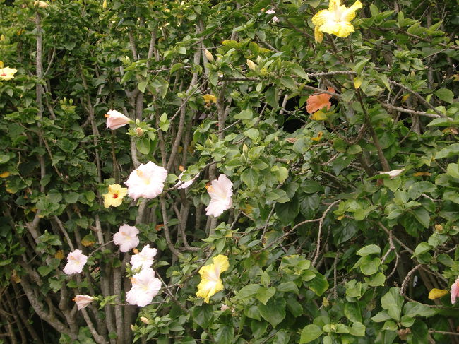 たくさんのお花がきれいに咲いていました☆