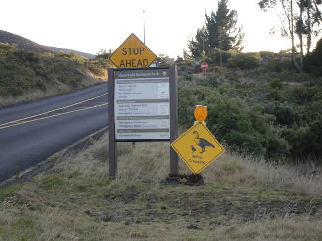 どんどん山を登っていきます！<br />牧草地が広がり沢山牛さんがいました。<br />顔が白で体が茶。<br />ガイドさんいわく日焼け止めを塗っているらしい。<br />（ジョークです）<br /><br />道路に牛がいたりするので<br />夜道はかなり慎重にくだっていきます。