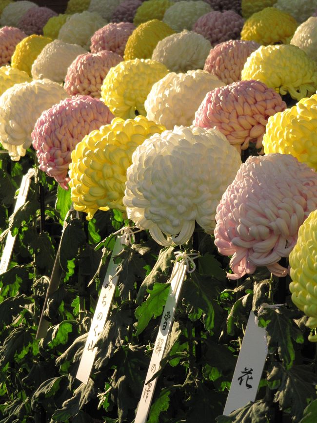 錦なす花の終わりの菊だより（5）新宿御苑の菊花壇展2009・後編