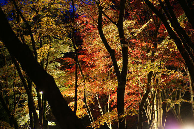 笠置山もみじ公園の紅葉 ライトアップ版 木津 加茂 京都 の旅行記 ブログ By ツボじゃさん フォートラベル