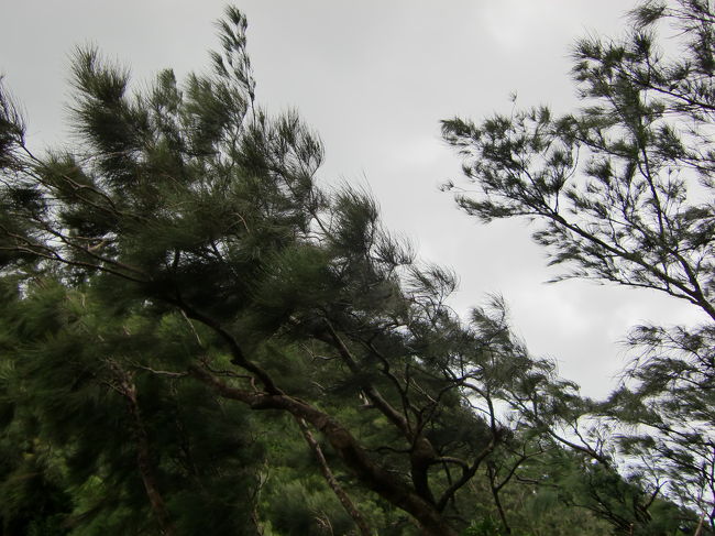 風が強いです。