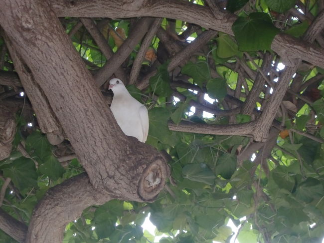 幸せの白いハト。<br /><br />結構落ち着かない。