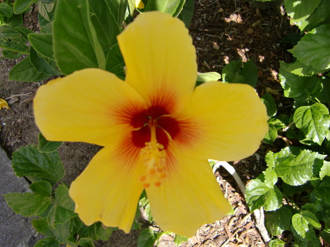 いたるところにハイビスカス☆