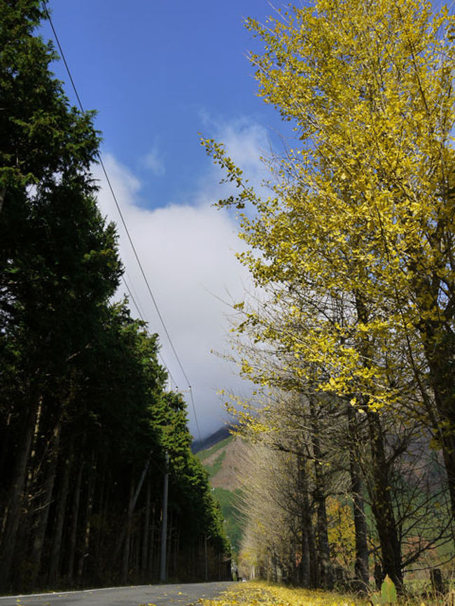 紅葉=道の駅朝霧高原&ふもとっぱら編=』富士宮(静岡県)の旅行記