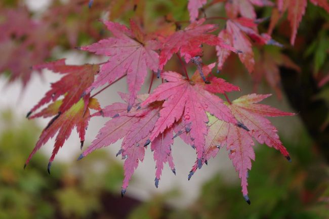 ちょい紅葉発見！