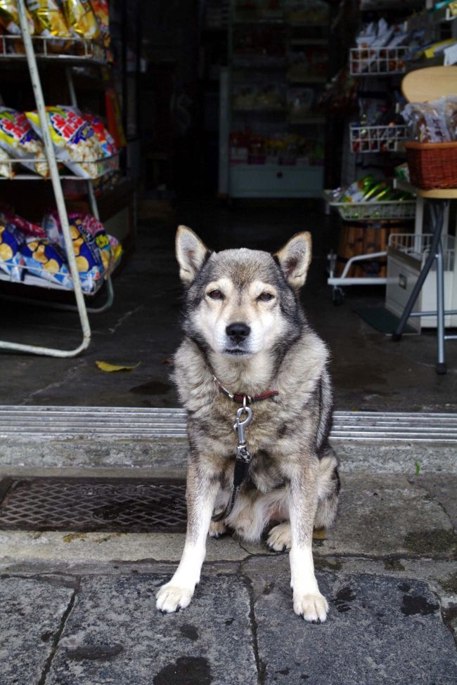 その酒屋を珍しそうに除いていると、奥のほうから<br /><br />テクテクと歩いてきたのがこのワンちゃん。<br /><br /><br />仁王立ちならぬ"仁王ずわり"<br /><br /><br />犬ってさ〜　顔にでるよね〜〜〜<br /><br />このこはやさしい顔で、体を触らせてくれるんだよ..<br /><br /><br />これって飼い主に似るってことかな〜？