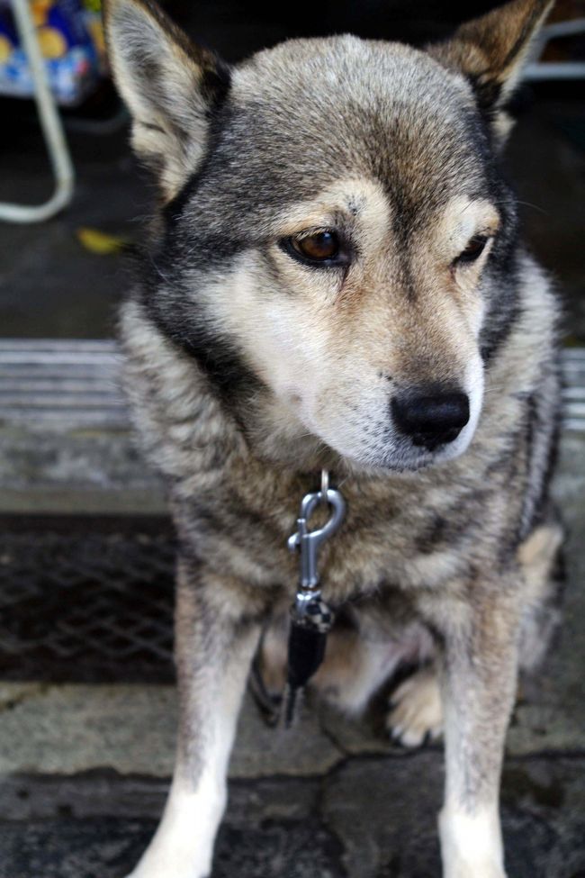 ほら〜？<br /><br />いい顔してるでしょ？？？<br /><br /><br /><br />このこはけっこう年をとってるみたいでした。