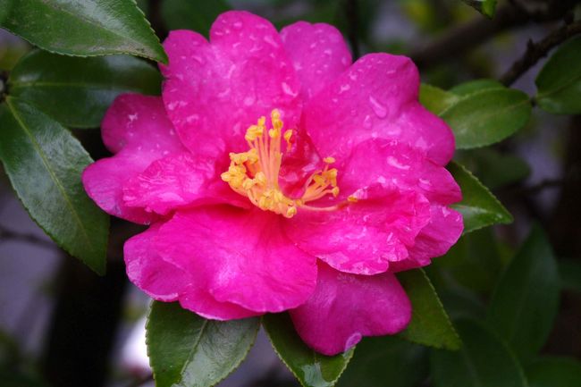 強羅で温泉と食事の予定。<br /><br />その途中で草花を。<br /><br /><br />これは椿？<br /><br />雨にぬれてます。