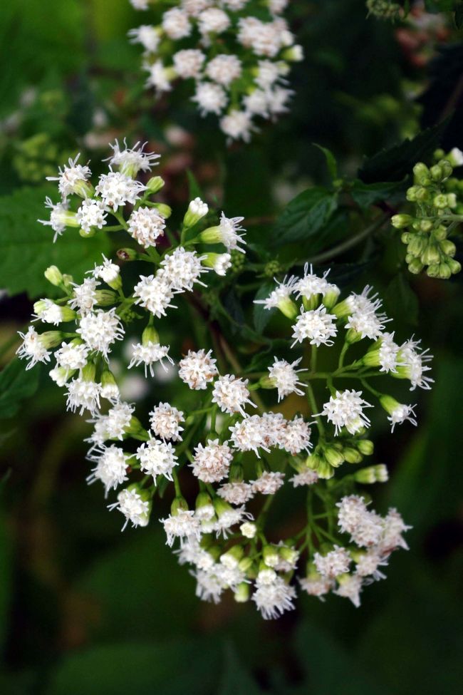 これはなんて植物だーーー？？？<br /><br /><br />毎度花の名前調べませんね〜<br /><br /><br />い〜〜んです！きれいなら^^;<br /><br /><br />ってか誰か教えてちょ