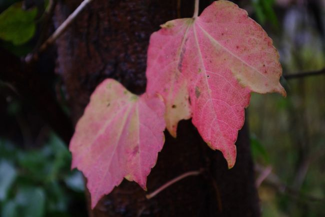 葉っぱは赤くなってきています。