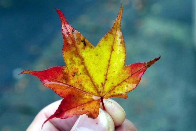 毎度、紅葉の写真は難しいです。<br /><br />んで、ちょいとつまんだ落ち葉。<br /><br />バックのトパーズと相まってけっこうきれいです。<br /><br /><br />秋です