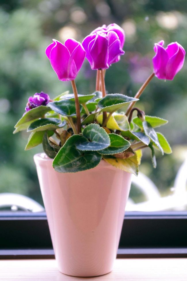 『強羅館』のお花