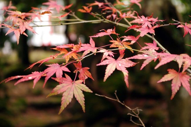 こういうアップの方が無難ですかね...