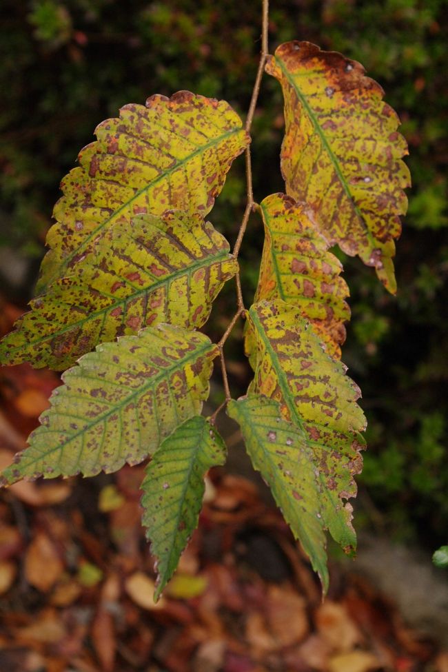 こんな葉っぱ。<br /><br />なんか味があります。