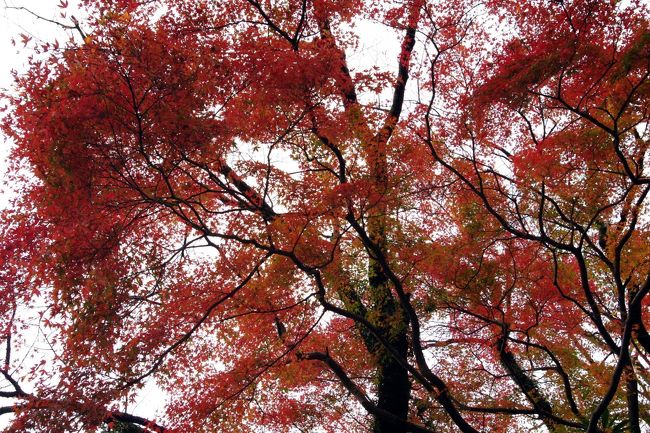 食後のお散歩は終了です。<br /><br />さてこれからもっと高地を目指して出発です！<br /><br /><br /><br /><br />続く　<br /><br /><br />　　　　　　　箱根フリーパスの旅　パート２へ