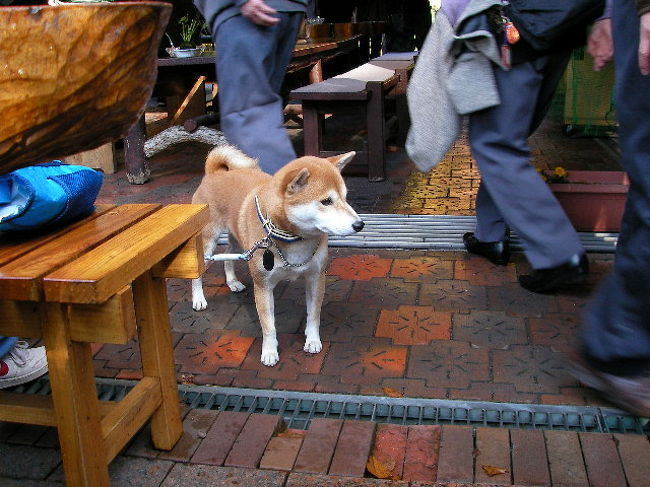 ボクも何か食べたいなぁ〜♪・・・かな？<br /><br />柴犬や秋田犬などキリっ！とした日本犬が好きなのでついつい目が行きます<br /><br />