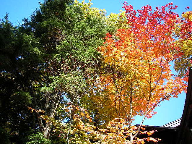 散策していた間に日も高くなり空や木々の葉も綺麗に映えます